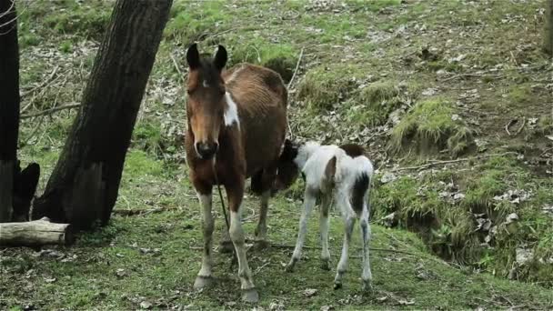 Мама Лошадь Младенец — стоковое видео