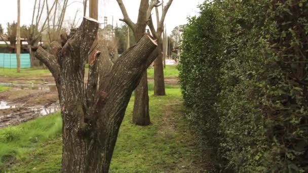 Troncos Árbol Cortados Calle — Vídeos de Stock