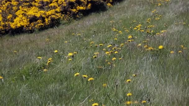 Вітер Дме Жовті Квіти Траві Фолклендські Острови Острови — стокове відео