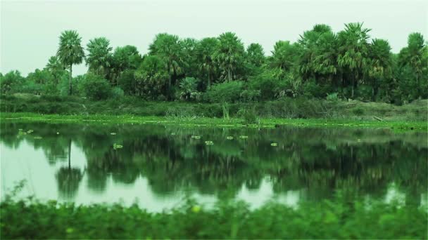 Pantano Con Plantas Insectos — Vídeos de Stock