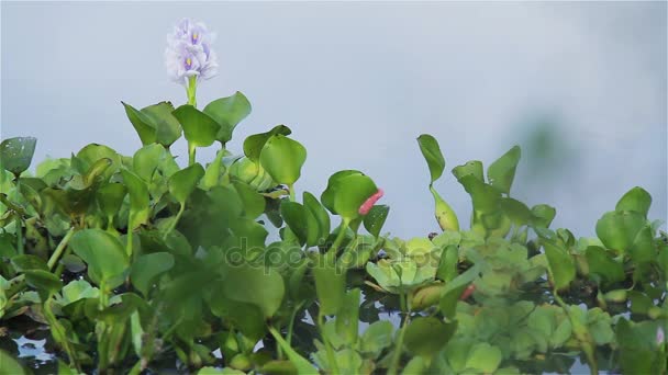 Plantes Tourbière Sur Marais — Video