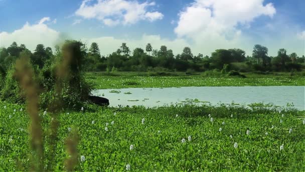 Plantes Tourbière Sur Marais — Video