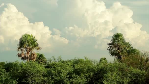 Marais Avec Des Plantes Tourbière — Video