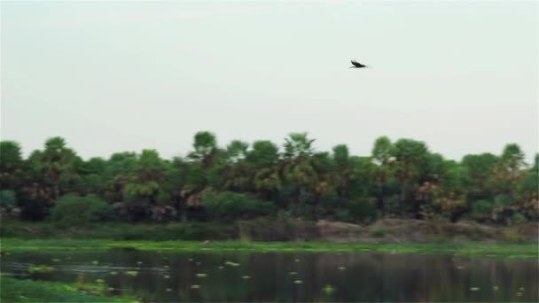 Stor Fågel Flygande Över Ett Träsk — Stockvideo