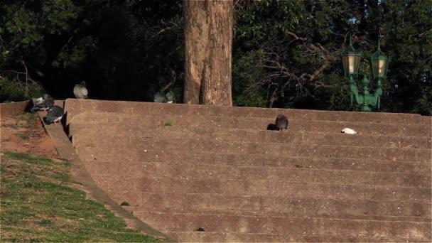 Palomas Los Escalones Plaza San Martín Retiro Buenos Aires — Vídeo de stock