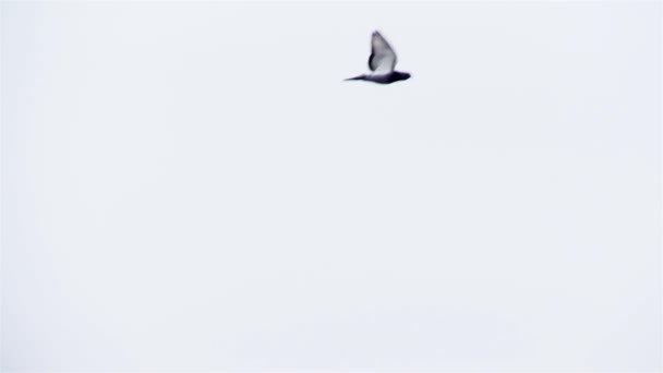 Pombo Voando Contra Céu Branco Tiro Pan — Vídeo de Stock