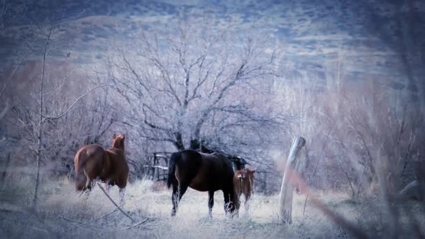 アルゼンチンのパタゴニアの田園地帯にある野生の馬の家族 — ストック動画