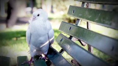 Halka açık bir parkta yeşil bir bankta duran gururlu beyaz güvercin..