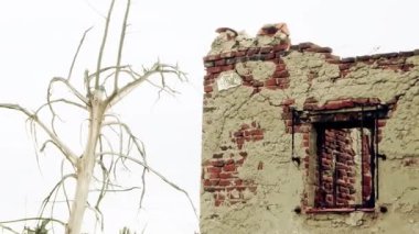 Epecuen 'de yıkılmış bir bina ve ölü bir ağaç, Arjantin' de hayalet bir şehir..