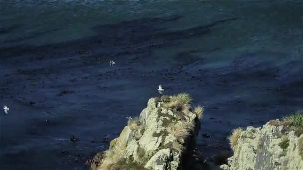 Чайки Фолклендских Островах — стоковое видео