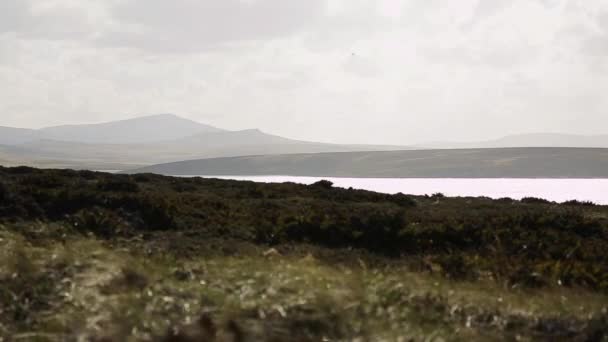 Rotsachtige Kust Falklandeilanden Eilanden Malvinas — Stockvideo