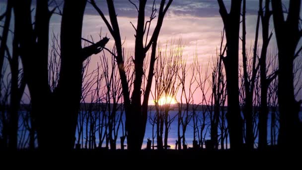 Silhouette Dead Trees Lake Sunset Fast Motion Shot — Stock Video