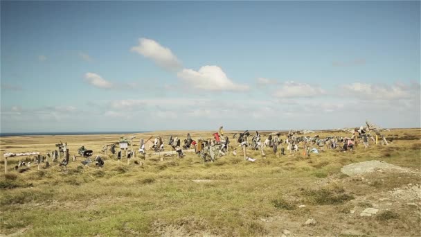 Boot Hill Poblíž Přístavu Stanley Falklandských Ostrovech Islas Malvinas — Stock video