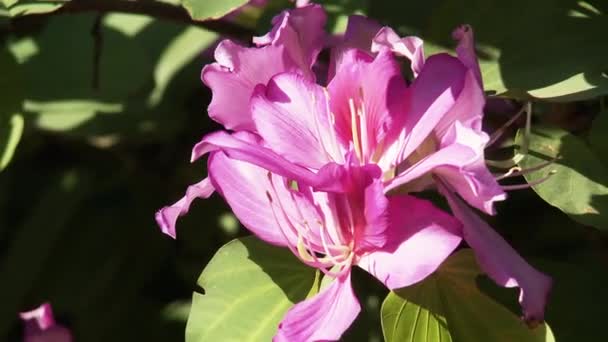 Pink Flower Pink Trumpet Tree Asuncion Paraguay Збільшення — стокове відео