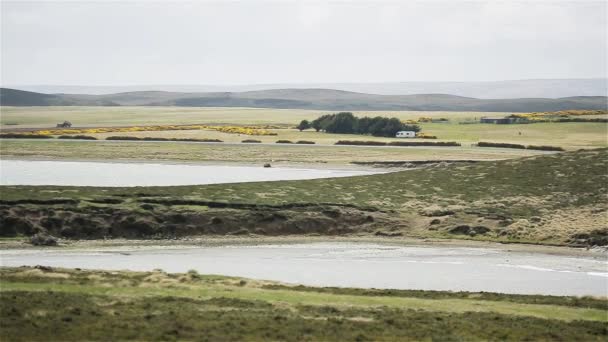 Zielony Krajobraz Gęsi Falklandach Wyspy Malwiny — Wideo stockowe