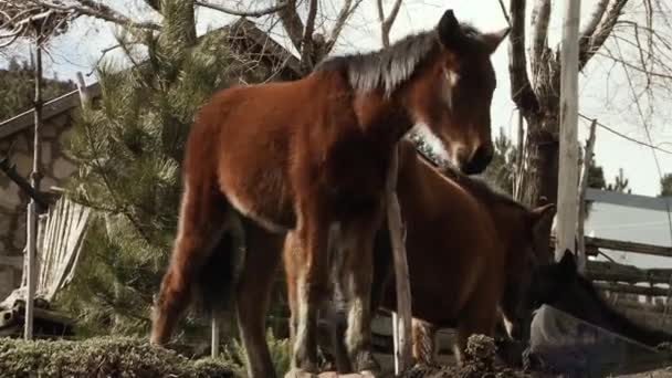 Cavalos Castanhos Prado Patagônia Província Neuquen Argentina — Vídeo de Stock