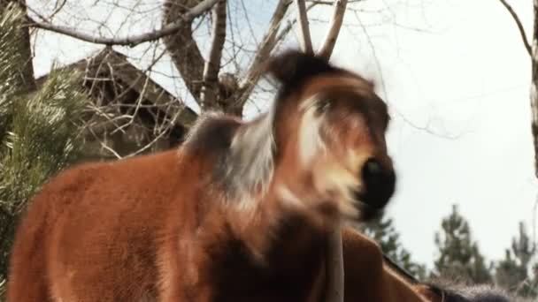山の野生の茶色の馬 南米アルゼンチンのパタゴニアで撮影 — ストック動画