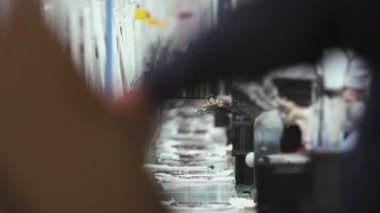 Elektronik Sektöründe Montaj Hattı İşçileri. 