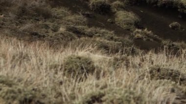 Güney Amerika, Patagonya 'da Beyaz Koyun. 