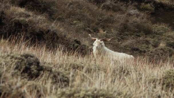 Moutons blancs sur le terrain en Patagonie, Amérique du Sud . 