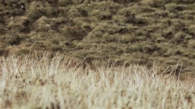 Patagonya 'da bir tepede koyun Arjantin.