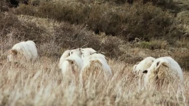 Rebanho Ovelhas Nos Andes Patagônia — Vídeo de Stock