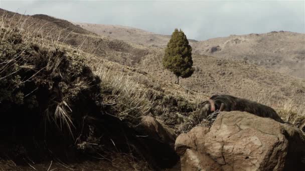 Μαύρο Πρόβατο Στις Άνδεις Παταγονία — Αρχείο Βίντεο