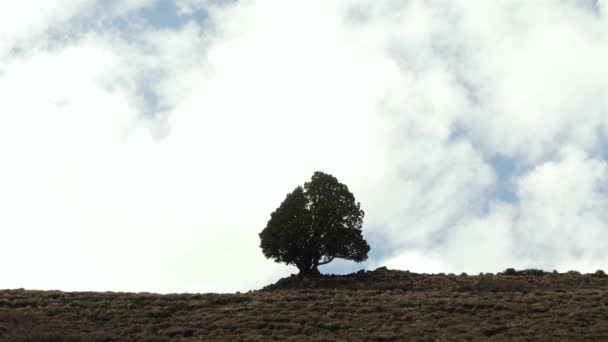 Silueta Árbol Sobre Una Colina Patagonia Argentina América Del Sur — Vídeos de Stock