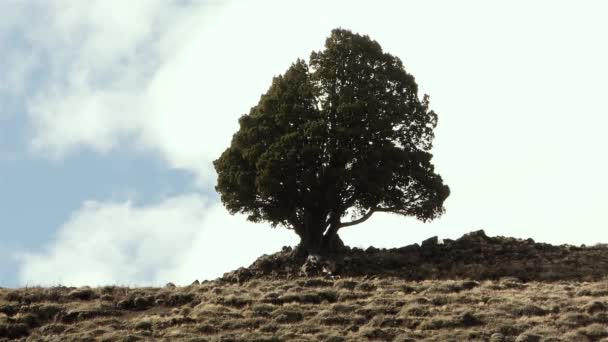 Silueta Árbol Sobre Una Colina Patagonia Argentina América Del Sur — Vídeos de Stock