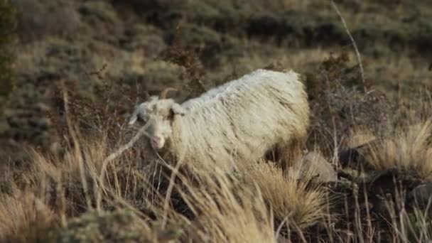 Овцы Горе Патагонии — стоковое видео