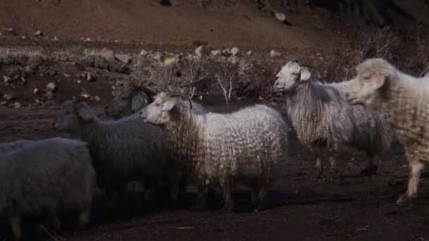 Dağda Koyunlar Patagonya — Stok video