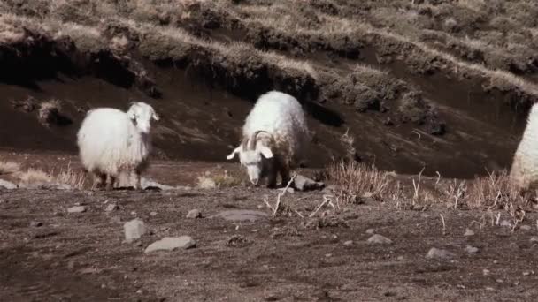 Πρόβατα Στο Βουνό Στην Παταγονία — Αρχείο Βίντεο