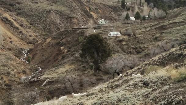 Dağları Ndaki Köy Patagonya Güney Amerika Tepede Otlayan Koyun Sürüsü — Stok video