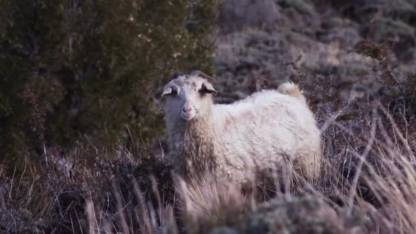 Moutons Sur Montagne Patagonie — Video