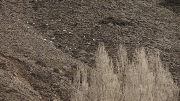 アンデス山脈の傾斜した丘を登る羊 パタゴニア — ストック動画