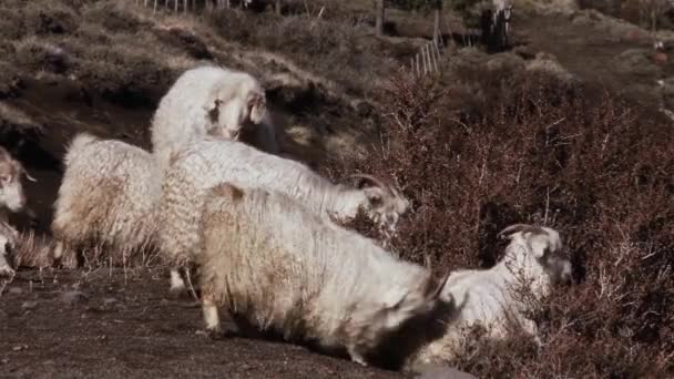 Schafe Auf Dem Berg Patagonien — Stockvideo