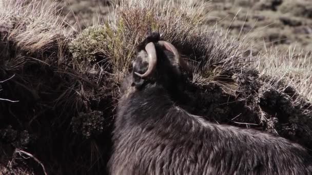 Black Sheep Andes Mountains Patagonia Argentina South America — Stock Video