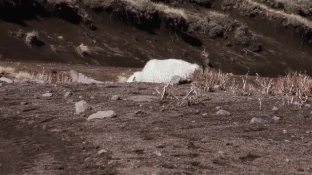 Owce Wspinają Się Wzgórze Andach Patagonia Argentyna Ameryka Południowa — Wideo stockowe