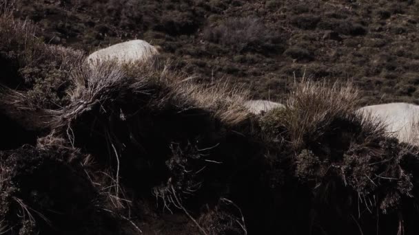 Pecora Arrampicata Una Collina Pendente Nelle Ande Patagonia Argentina Sud — Video Stock