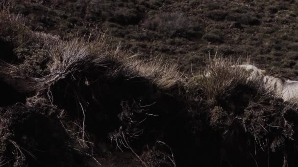 Manada Ovelhas Rurais Nos Andes Patagônia Argentina América Sul — Vídeo de Stock