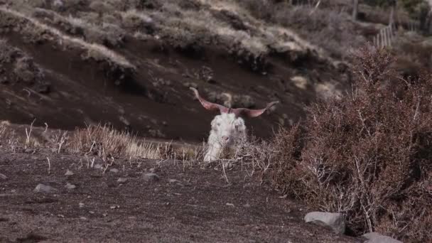 Πρόβατα Κέρατα Βόσκουν Λόφο Στην Παταγονία Βουνά Των Άνδεων — Αρχείο Βίντεο
