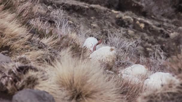 在巴塔哥尼亚的安第斯山脉 绵羊爬上了一座倾斜的山 阿根廷 南美洲 — 图库视频影像