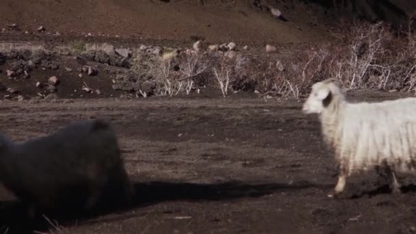 Moutons Escalade d'une colline penchée dans les Andes, Patagonie. Argentine, Amérique du Sud . 