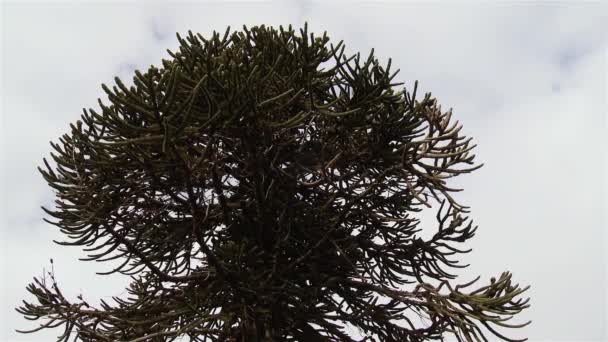寻找松树树和多云的背景 — 图库视频影像