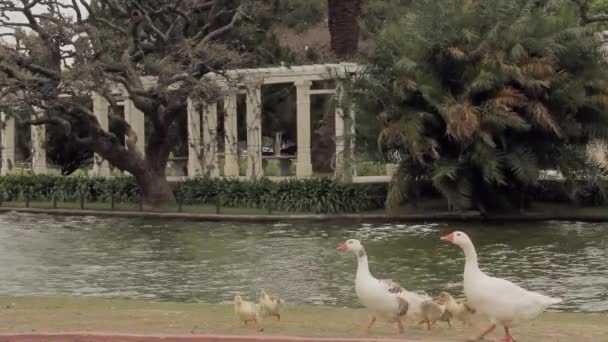 Buenos Aires Arjantin Deki Palermo Park Taki Goose Ailesi Arka — Stok video