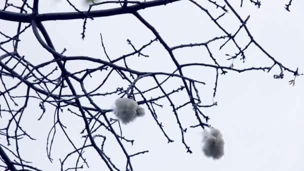 Vit Silke Bomullsträd Över Vit Himmel — Stockvideo