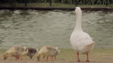 Buenos Aires, Arjantin 'deki Palermo Park' taki Goose Ailesi. Yakın plan. 