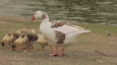 Buenos Aires, Arjantin 'deki Palermo Park' taki Goose Ailesi. Yakın plan. 