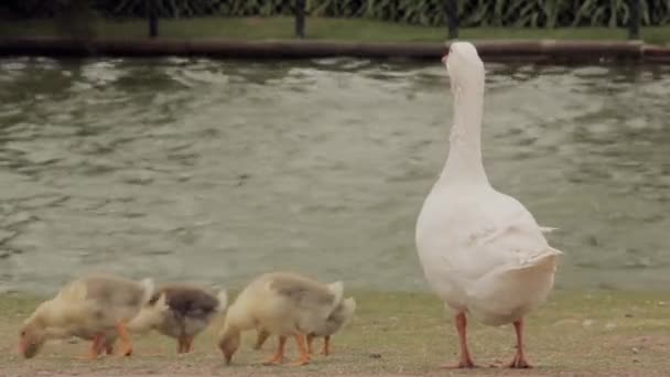 Ganzenfamilie Palermo Park Buenos Aires Argentinië Close — Stockvideo