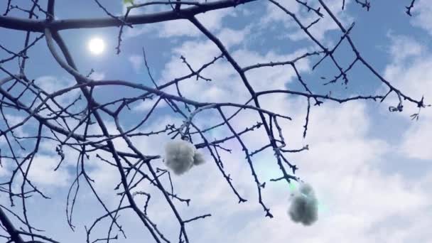 Árvore Algodão Seda Branca Sobre Céu Azul Nublado — Vídeo de Stock